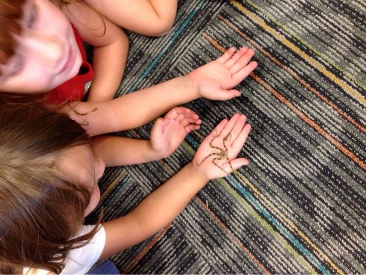 A brittle star resting on a child's palm