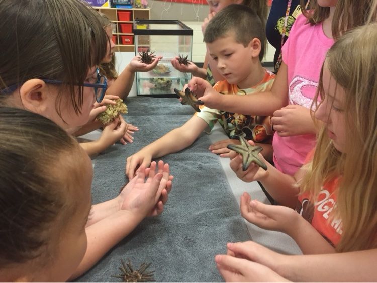 Children gently holding sea stars at a classroom touch tank
