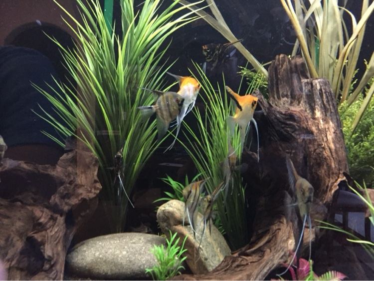 Angelfish in a freshwater aquarium with driftwood