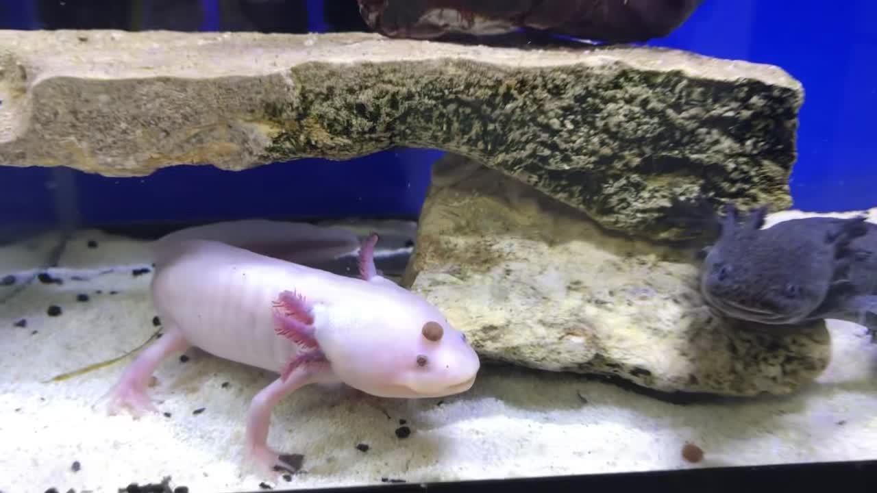 Axolotl in a freshwater aquarium