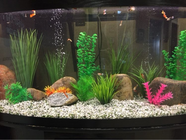 Bowfront aquarium with colorful plants, smooth stones and guppies over white gravel