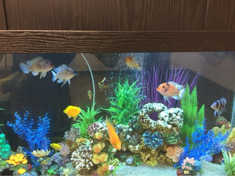 Cichlid reef — freshwater African cichlids in a reef-style aquarium with artificial coral, neon plants and white sand