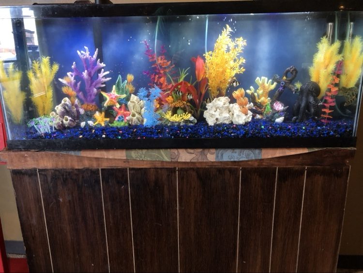 Freshwater cichlid reef aquarium with vivid coral-style decor on a wooden stand