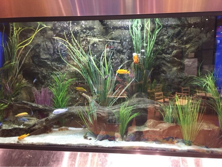 Straight-on view of a large rock-wall cichlid aquarium with driftwood and tall grasses