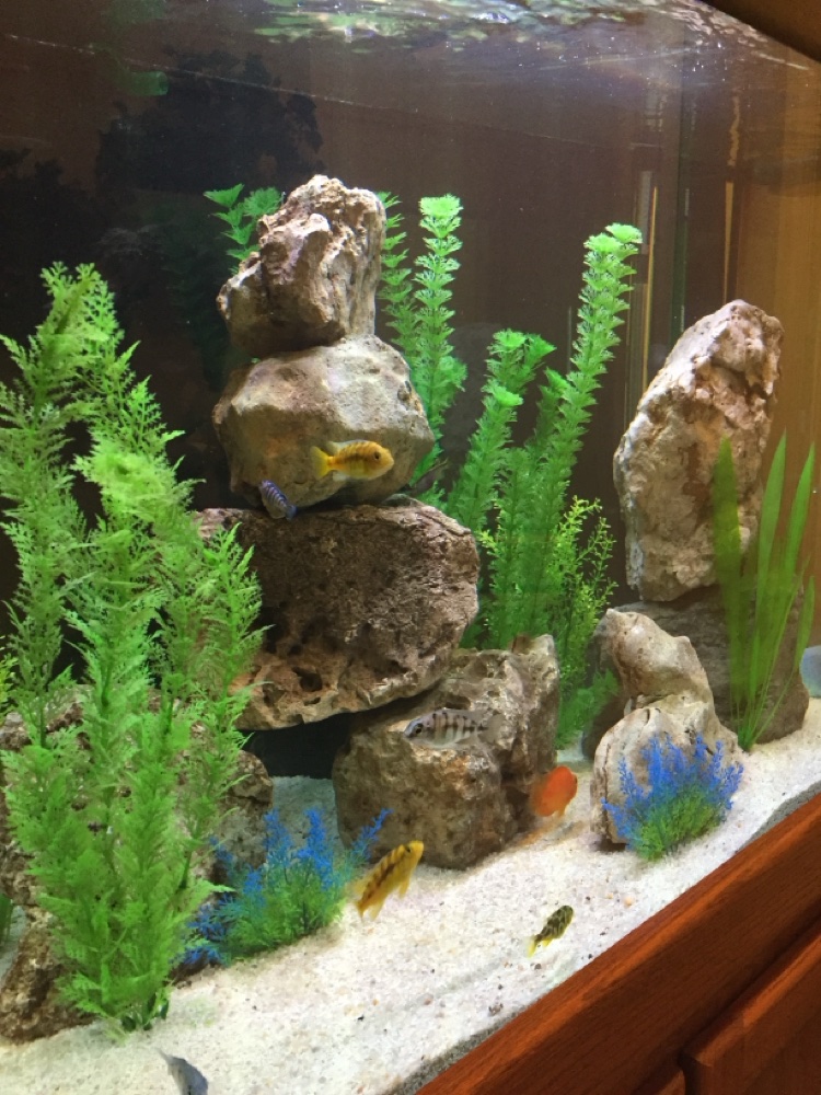 African cichlid tank