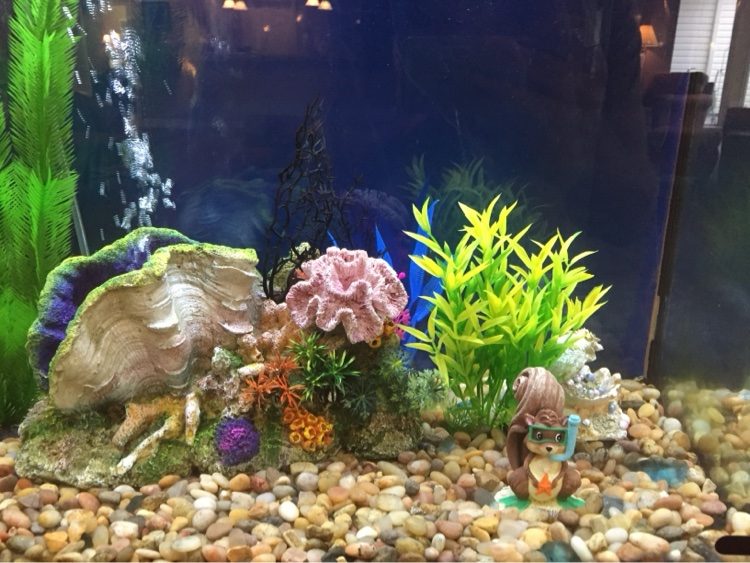 Freshwater aquarium with a giant clam ornament, river pebbles and colorful plants