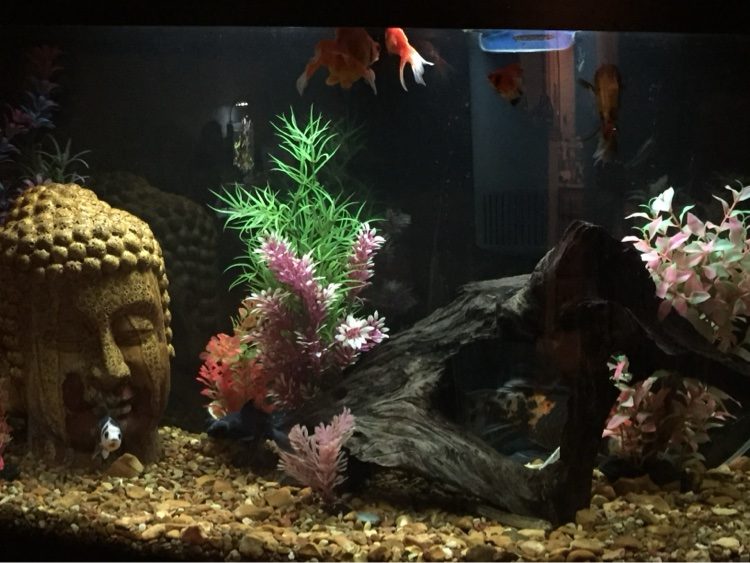 Fancy goldfish in an aquarium with a Buddha head statue, driftwood and pink plants