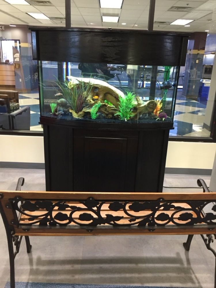 Planted freshwater aquarium in a public lobby