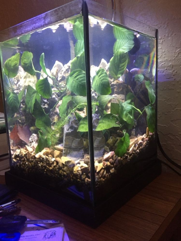 Planted nano cube with anubias and stone
