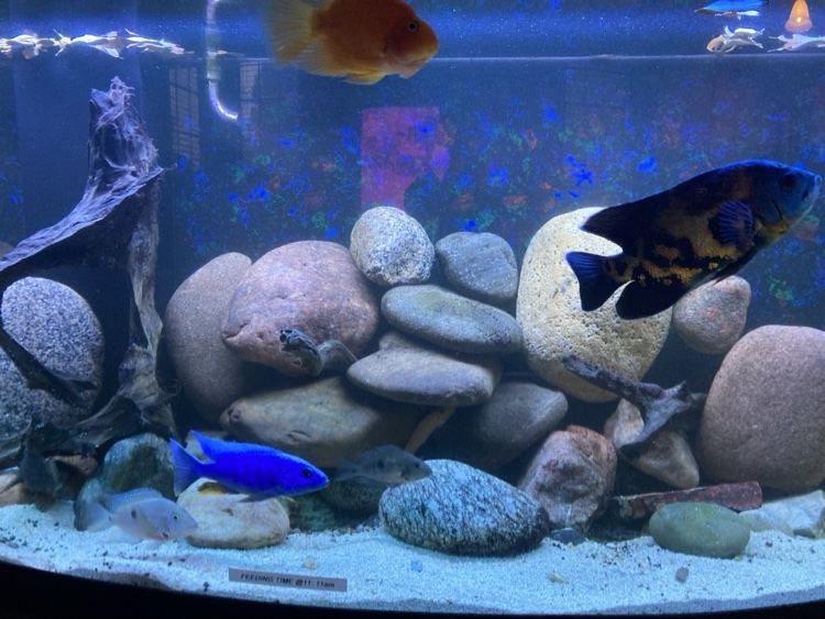 Oscar and cichlids in a rock-scaped aquarium
