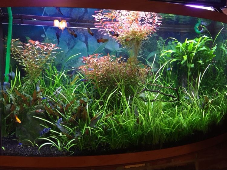 Lush planted bowfront aquarium with tetras