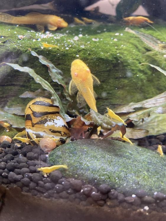 Golden bristlenose pleco with snails and shrimp