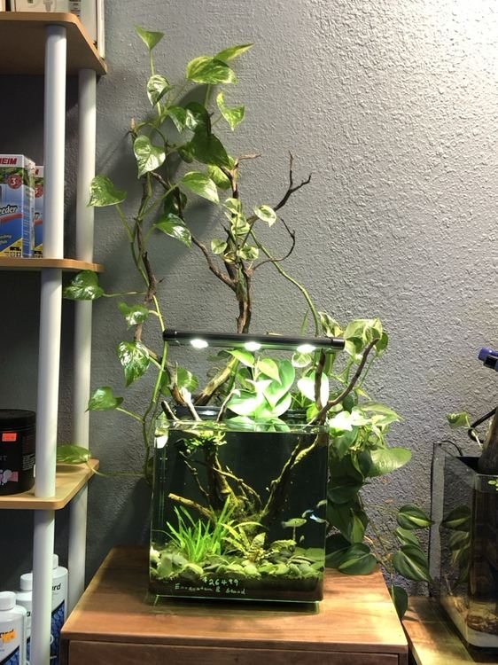 Nano aquarium with pothos growing from the top