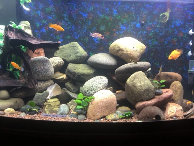 African cichlids in a river-style aquarium with driftwood and rounded stone