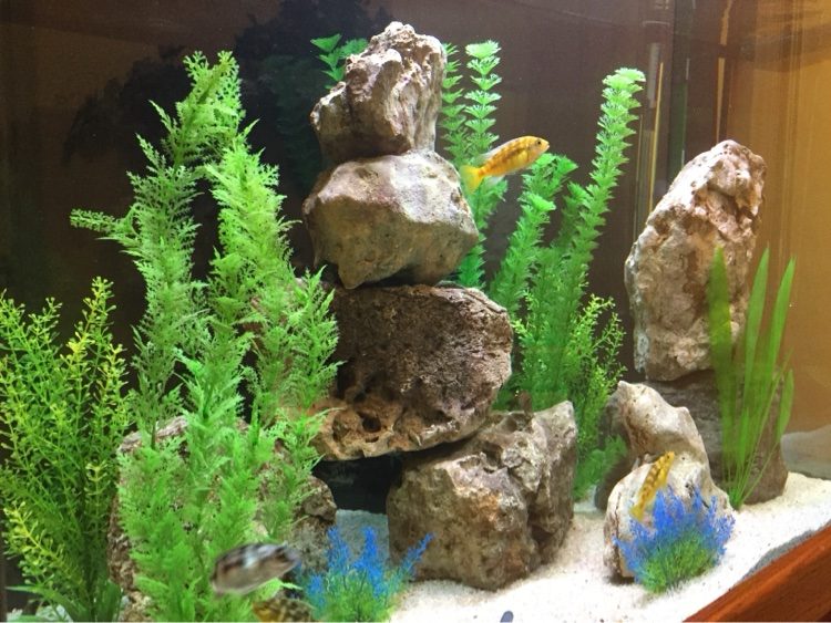 Yellow cichlid among stacked rock and green plants in a freshwater aquarium