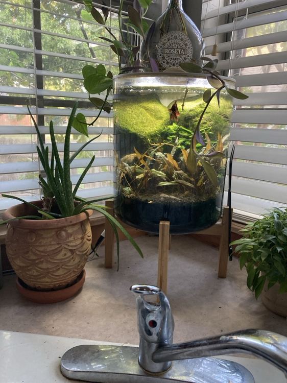 Planted jar aquarium on a sunny windowsill with trailing plants