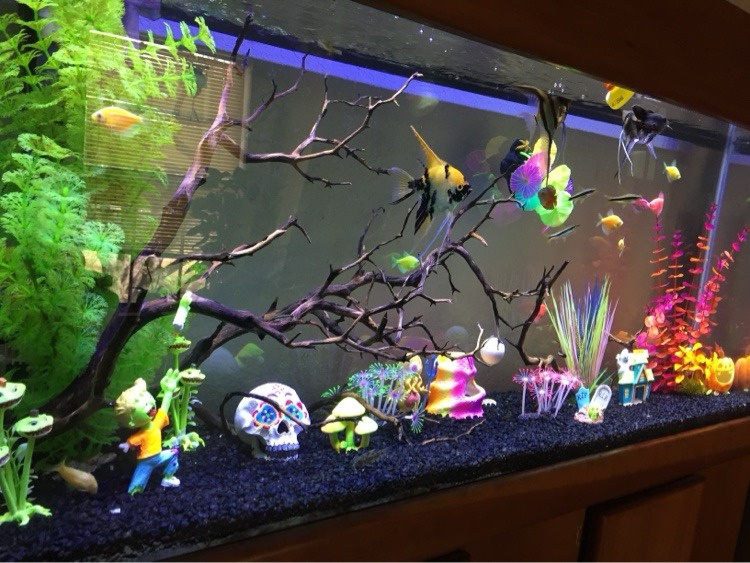 Halloween theme redo — freshwater aquarium with driftwood branches, a decorated skull, mushrooms and angelfish
