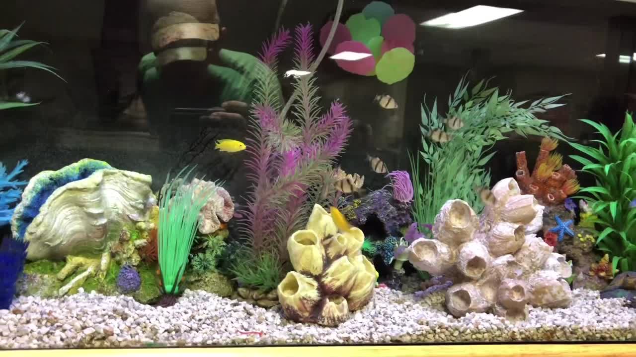 Decorated home aquarium
