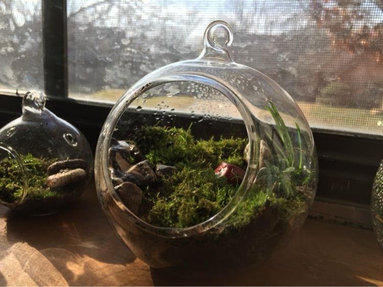 Hanging glass globe terrariums with moss