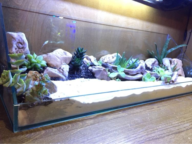 Long glass terrarium planted with succulents, stone and driftwood