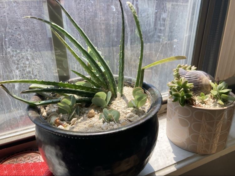 Succulents and aloe in pots on a sunny windowsill