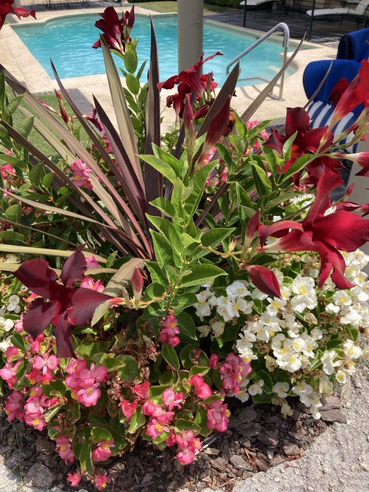 Flower bed with begonias beside a swimming pool