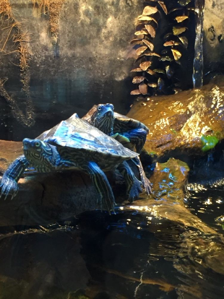Aquatic turtles in a paludarium water feature