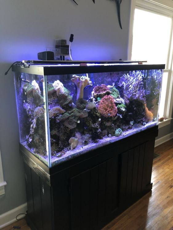 Reef aquarium with colorful corals on a black stand