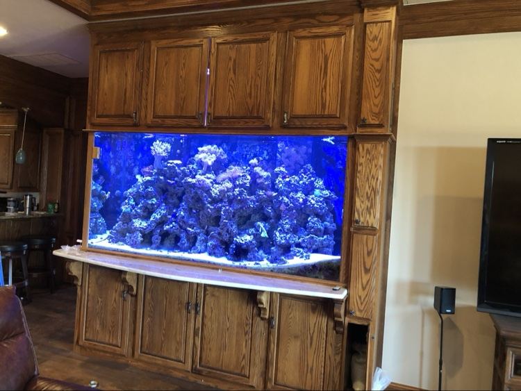 Large reef aquarium built into wooden cabinetry