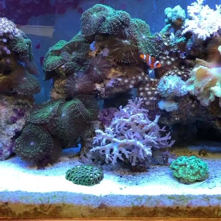 Coral reef aquarium with clownfish