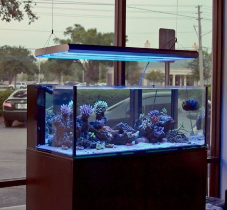 Reef aquarium with colorful corals glowing under blue light