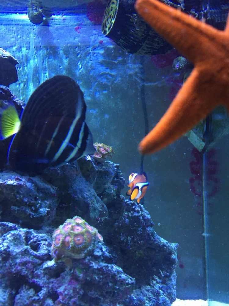 Sailfin tang, clownfish and a starfish on the sand in a reef aquarium