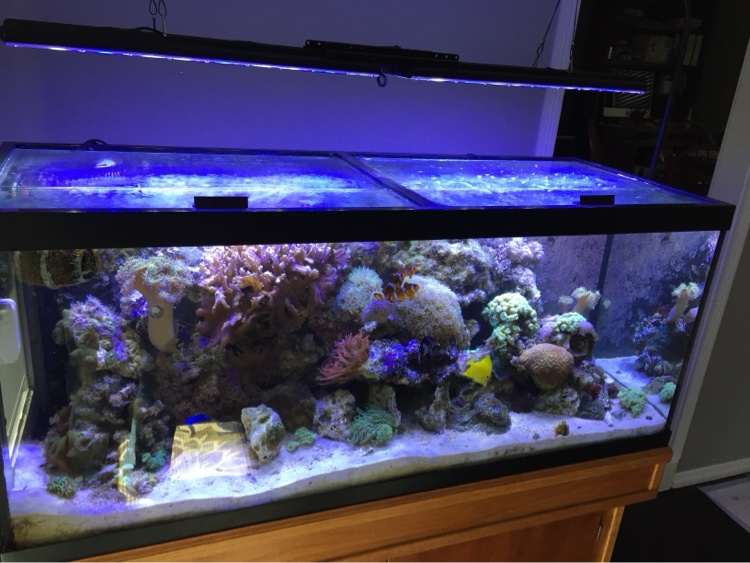 Established reef tank with clownfish