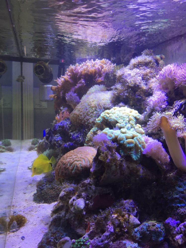 Yellow tang beside brain coral and hammer coral in a reef aquarium