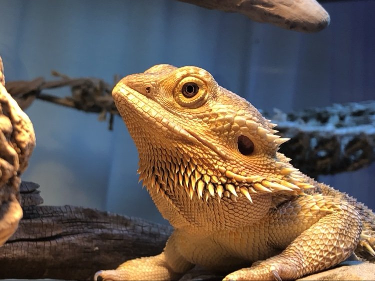 Bearded dragon resting on driftwood in a terrarium