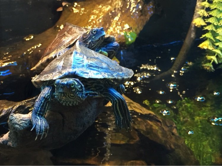 Two turtles basking on a log in a paludarium